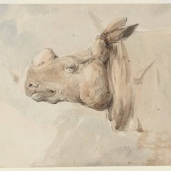 Head of a horse